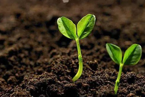 華清：如何評(píng)判土壤修復(fù)效果？