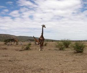 1614586879907332.jpg 生態情況.jpg